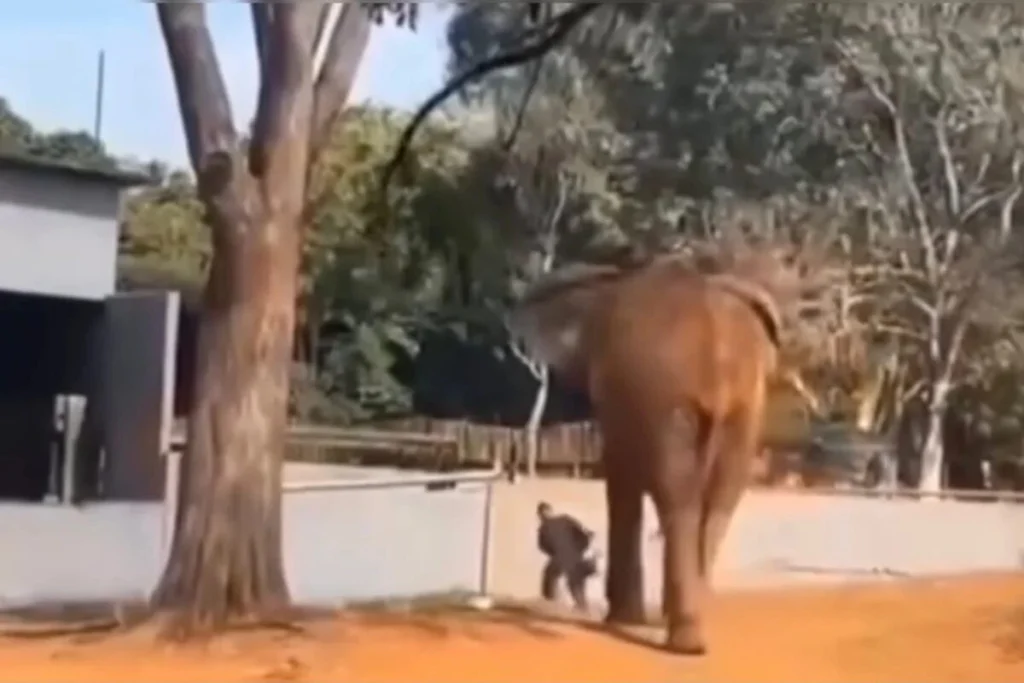 Vigilante salvou mulher segundos antes de aproximação de elefante no zoo; veja vídeo
