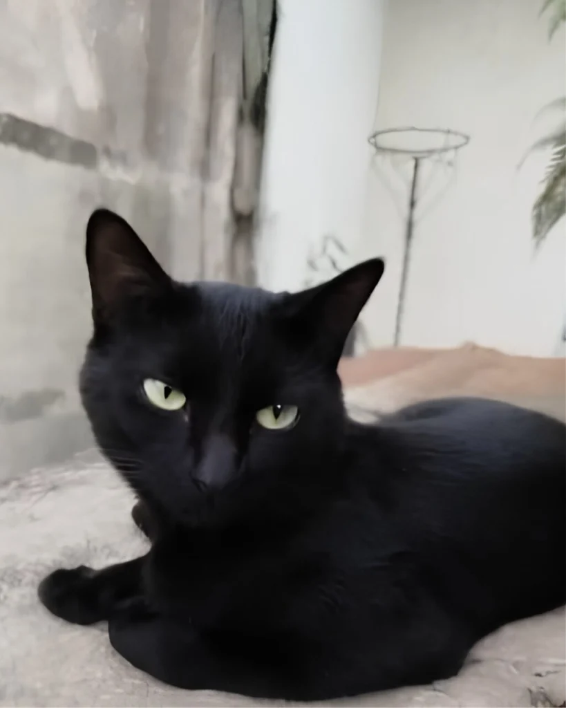 Gato morre após ser baleado com arma de chumbinho em Maringá; caso de maus-tratos é investigado