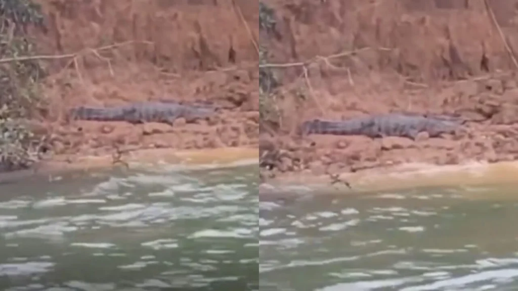 Após onça, jacaré gigante é flagrado no Rio Paraná e vídeo impressiona moradores: ‘Olha o tamanho’