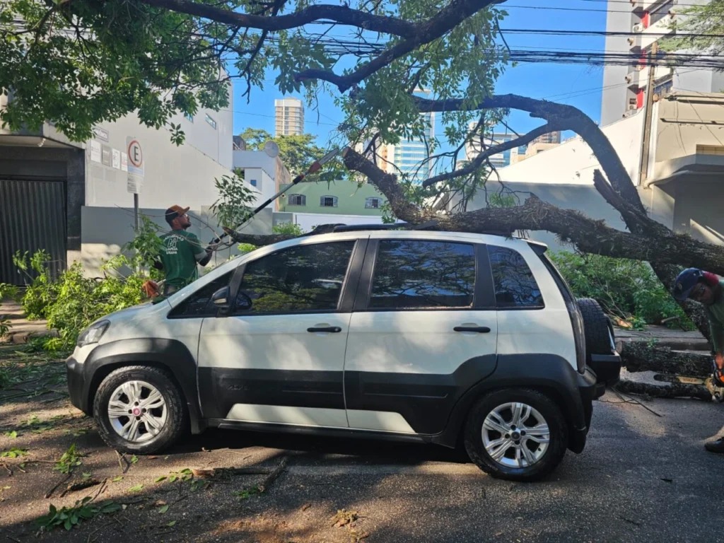 Câmera registra momento exato em que árvore cai sobre carro em movimento em Maringá
